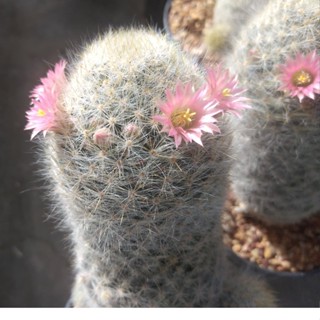 🌵💥แมมเม็ดพริก ดอกสีชมพู🌵💥 Mammillaria prolifera hybrid ขนาด 3 ซม. ต้นกระบองเพชร  ต้นแคคตัส  (แคคตัส กระบองเพชร)