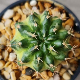 แคคตัส ยิมโนด่าง มาเบิ้ล [ Gymnocalycium Marble] สวยไม่ต้องรอลุ้นลาย