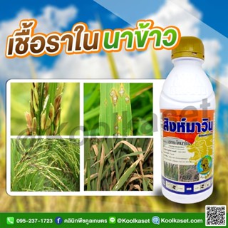 สิงห์มาวิน 500 ซีซี สารป้องกันกำจัดโรคพืช ใบจุดสีม่วง ใบไหม้ เมล็ดด่าง ใบจุดกล้วยไม้ ใบจุดส้ม คูลเกษตรKF31