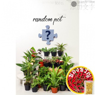 [Unclepot] Cameron Random 8cm POT Plant Family (Lucky Draw) camoufla/ หงอก/ดอกไม้/กางเกง/กางเกงใน/ผ้าใบ/สาก/มวก LRDY