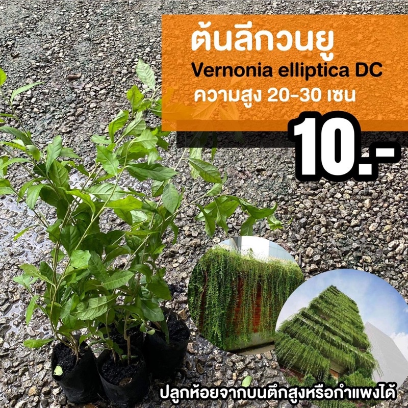 ต้นลีกวนยู (จำนวน 10 ต้น) สูง20-30เซนติเมตร