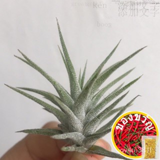 พืชน้ำ tillandsia ionantha vanhyningii (เล็ก) กุหลาบ/หงอก/เซ็ต/ ชุด/ชุด/ชุดชั้นใน/ดอกไม้/แอปเปิ้ล/โปโล/กระบองเพชร/ XGZB