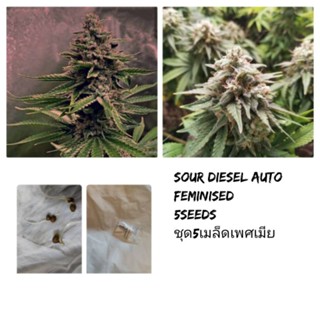 เมล็ดพันธุ์Sour Diesel  เพศเมีย90%STSชุด5เมล็ด