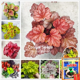 （คุณภาพสูง เมล็ด）Mixed Color Coleus Seeds บรรจุ 100 เมล็ด ต้นไม้มงคล ต้นไม้ฟอกอากาศ เมล็ดดอกไ/ง่าย ปลูก สวนครัว /คละ YZL