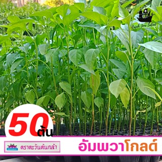 ต้นกล้า พริกขี้หนู อัมพวาโกลด์ (🌶50ต้น🌶) ต้นกล้าพริกจินดา ตราตะวันต้นกล้า ต้นอ่อนพริก 50 ต้น