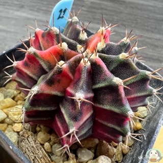 (LB22) ต้นยิมโนด่าง คัดพิเศษ ไม้เมล็ด - (gymnocalycium) - แคคตัส/ง่าย ปลูก สวนครัว เมล็ด/ขายดี TV6O