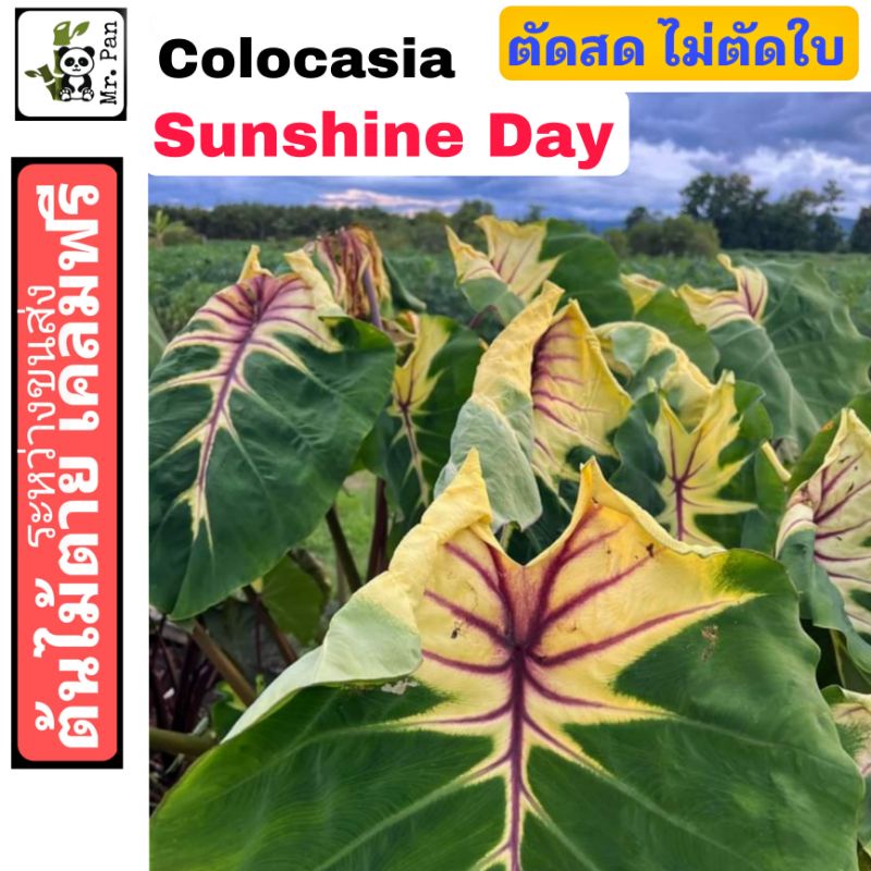 colocasia Sunshine day ตัดสดไม่ตัดใบ  โคโลคาเซีย ซันชายเดย์
