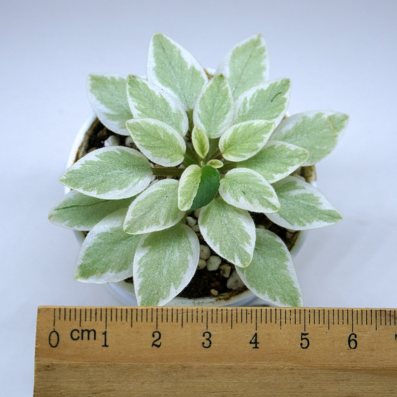 แอฟริกันไวโอเล็ต African Violet Lucky Number