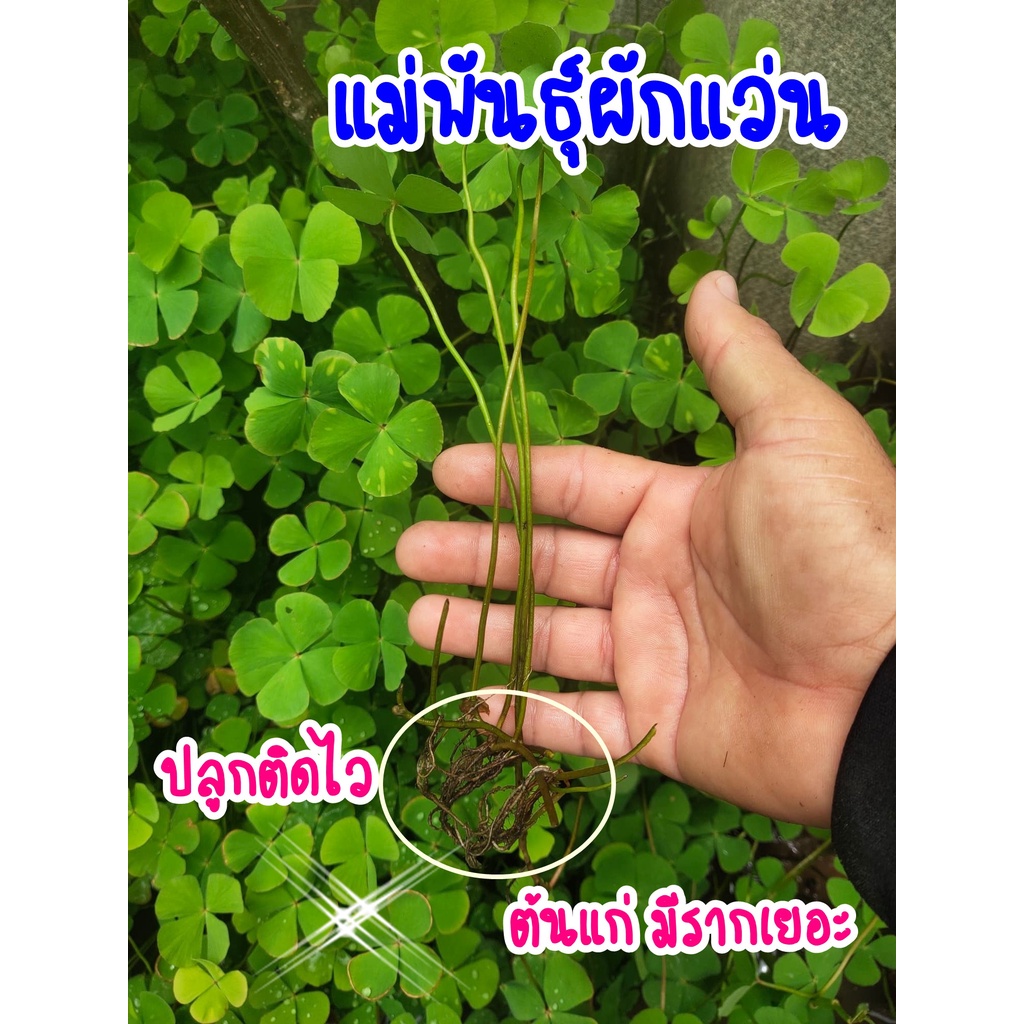 ผักแว่น ต้นพันธุ์สำหรับปลูก ลำต้นใหญ่ มีราก แก่ได้อายุ ปลูกติดไว ชุดละ30ต้น และผักย่องแปะ/ผักตับเต่า/ผักจองแปชุดละ10ต้น ราคา ถูกที่สุด ดีลบีเคเค แกลเลอรีภาพที่ 5