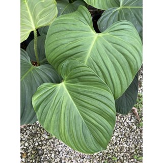 ฟิโลก้านขน Philodendron nangatitense กระถาง 4นิ้ว