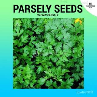 Italian Parsely Seeds-Culinary Herb ~ 800เมล็ดพืชอวบ/กระโปรง/ไม้จันทน์/ดอกไม้/ไม้จันทน์/เสื้อ/ เซล็ตต์/หมวก/ พื๊อช/ขาว D