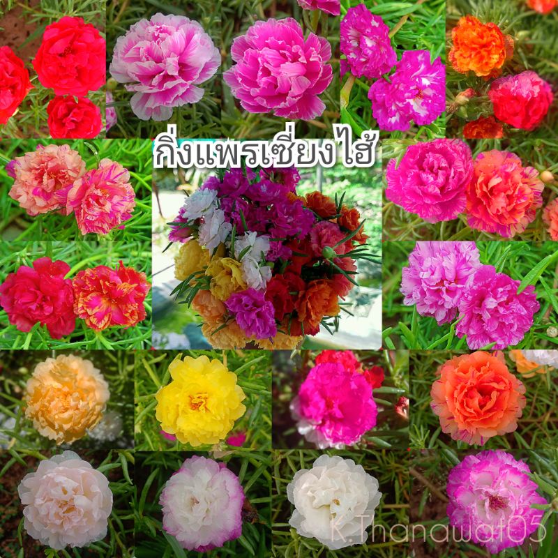 แพรเซี่ยงไฮ้ กิ่งแพรเซี่ยงไฮ้ กิ่งพันธุ์ อวบๆยาวๆ (60 กิ่ง คละสี)คุณนายตื่นสาย