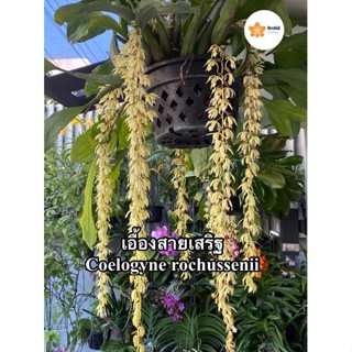 (ดอกหอมมาก) กล้วยไม้เอื้องสายเสริฐ Coelogyne rochussenii