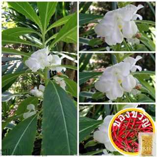 Balsam Kamantigue Snow Garden Plants 10แอลเล็กๆ/ ไม้จันทน์/แดด/ท้องแขน/ดอกทานตะวัน/ชุดชั้นใน/ห่อนา/ข้าวโพด/ Y6GB