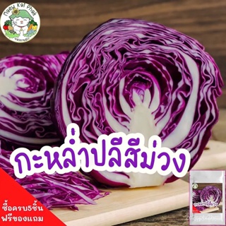 ผลิตภัณฑ์ใหม่ เมล็ดพันธุ์ 2022เมล็ดอวบอ้วน กะหล่ำปลีสีม่วง Mammoth Red Rock Cabbage Seed 500 เมล็ด เมล็ดอวบอ้วน /ขายดี D