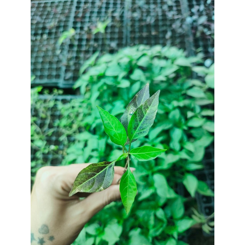 ต้นกล้าพริกช่อม่วง พริกขี้ฟ้าม่วง สีสวย เผ็ดมาก ทานได้ ประดับได้ พร้อมปลูก กล้าละ 12  บาท - รูปที่ 2