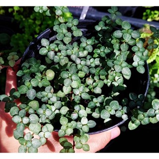 ไพเลีย Pilea glauca #เซดุ่ม silver sparkle pilea