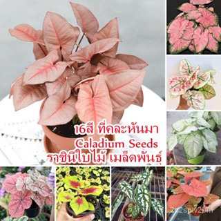 （คุณภาพสูง เมล็ด）บอนสี 100เมล็ด Caladium Seeds Color Mixing Flower Seed เมล็ดบอนสี บอนสีหายาก ต้นไม้บอลสี ต้นไม้/ขายด HW