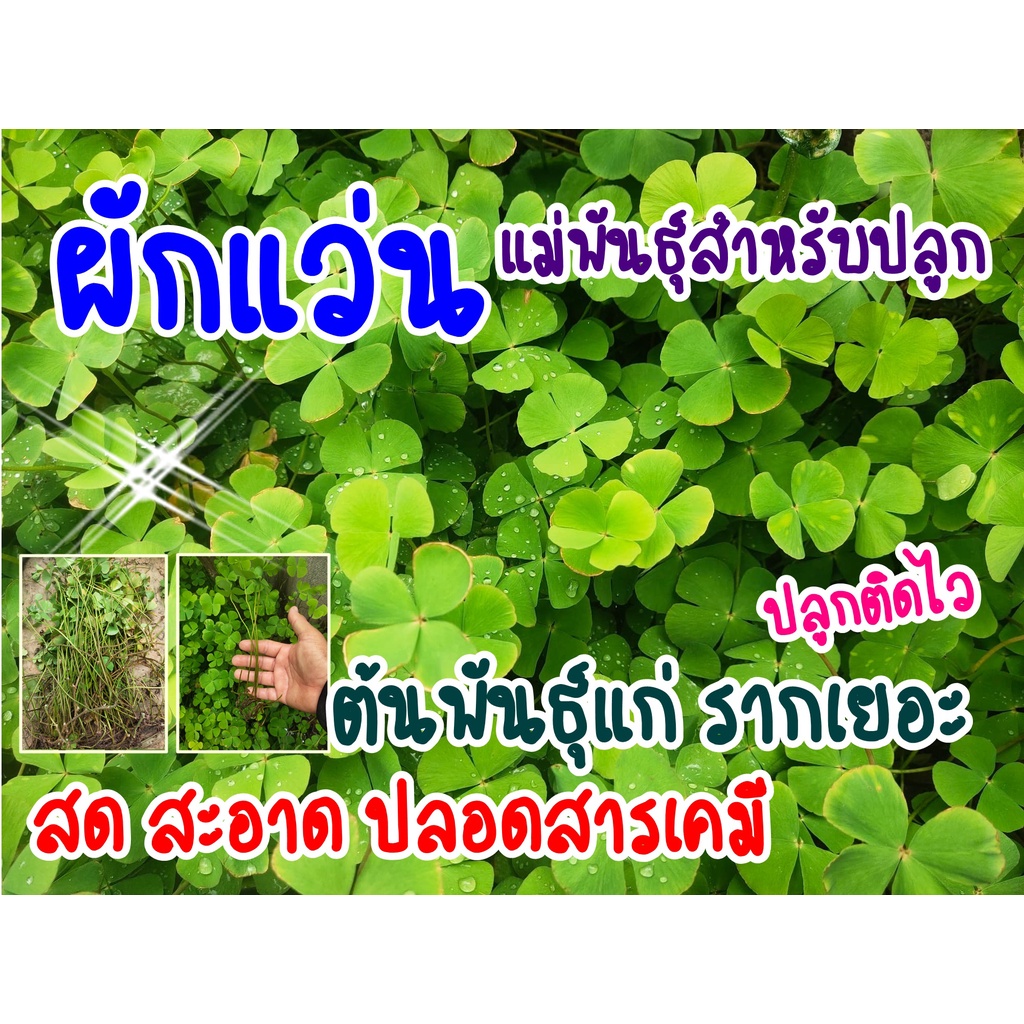 ผักแว่น ต้นพันธุ์สำหรับปลูก ลำต้นใหญ่ มีราก แก่ได้อายุ ปลูกติดไว ชุดละ30ต้น และผักย่องแปะ/ผักตับเต่า/ผักจองแปชุดละ10ต้น ราคา ถูกที่สุด ดีลบีเคเค