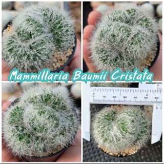 แมมบูมิไอคริส Mammillaria Baumii Cristata  ส่งทั้งกระถาง ราคาเบาๆ ไม้ชำหน่อ ดอกมีสีสันสวยงาม (กระบองเพชรราคาถูก แคคตัส)