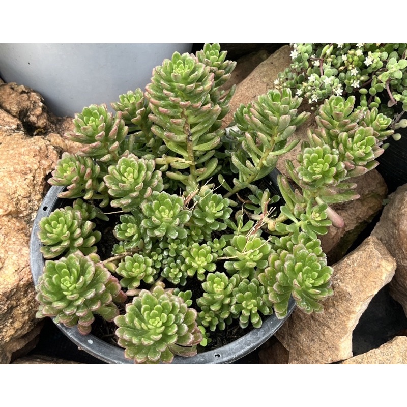 Sedum Joyce Tulloch ไม้อวบนำ้ น่ารักๆ กระถาง 2 นิ้ว รูปที่ 8