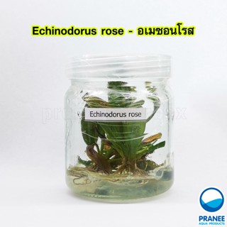 อเมซอน Echinodorus rose อเมซอนโรส (เนื้อเยื่อ) ต้นไม้น้ำ ต้นไม้น้ำตกแต่งตู้ปลา ***กรุณาอ่านรายละเอียดก่อนสั่งซื้อ***