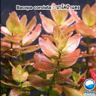 Bacopa corolata (ปาโคป้าแดง) พร้อมปลูก ต้นไม้น้ำ ต้นไม้น้ำพร้อมปลูก  ***กรุณาอ่านรายละเอียดก่อนสั่งซื้อ***