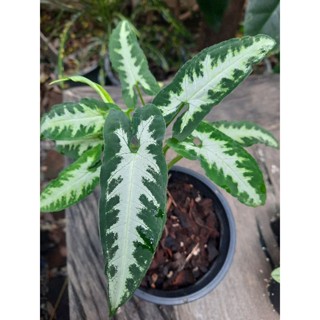 ต้นออมประกายเพชร syngonium wendlandii green velvet กระถาง 4 นิ้ว