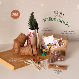 ชุดปลูกฟาร์มทานตะวัน  *festive giftsetเฉพาะเทศกาล*