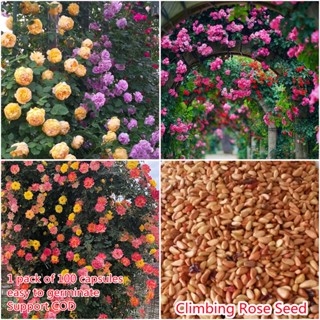 เก็บเงินปลายทาง COD 100 แคปซูลต่อแพ็ค Mixed Climbing Rose Seeds Flower Seeds เมล็ดพันธุ์ ต้นไม้ประดับ เมล็ดดอกไม้ ต้นไม้