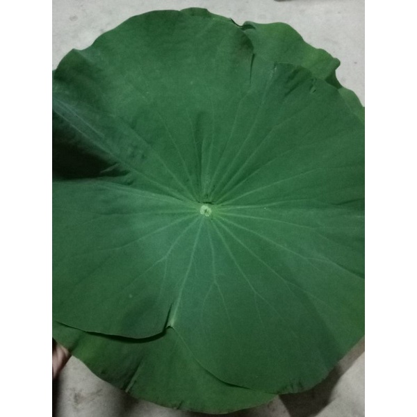 LotusHealth ใบบัวห่อข้าว  ใบละ 4.50-5.50  บาท ขั้นต่ำ 30 ใบ