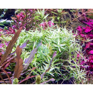 (ขายเป็นกิ่ง)ต้นไม้น้ำ โรทาล่าเขียว Rotala rotundifolia Green