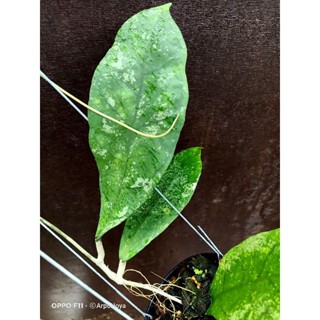 hoya sp perak (teddy bear)