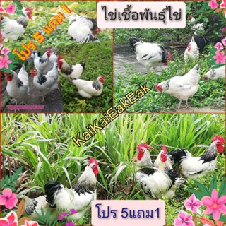 ไข่เชื้อไก่พันธุ์​ไข่​ไข่ลุ้น​เชื้อ​ ไก่ไข่ไลท์ชัชเชค  เจ้าเก่า ไข่ไก่​พ่อแม่ตามรูป