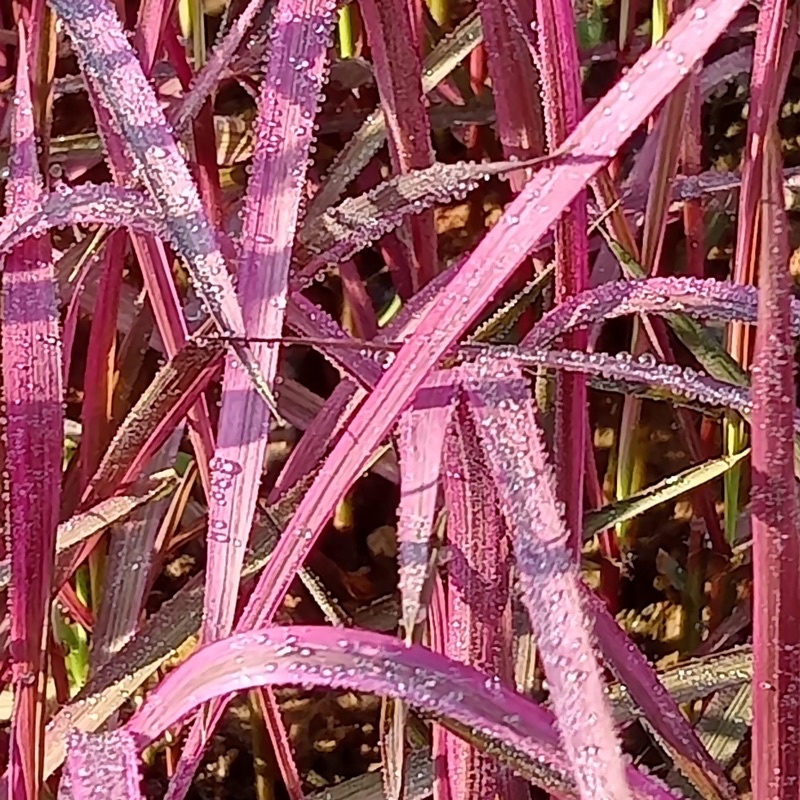 เมล็ดพันธุ์ข้าวสีชมพูแท้100%ชุดละ10 กรัม350-500เมล็ด 119บาทรับ ค่ะ