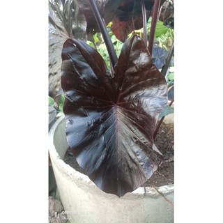 Colocasia electric blue