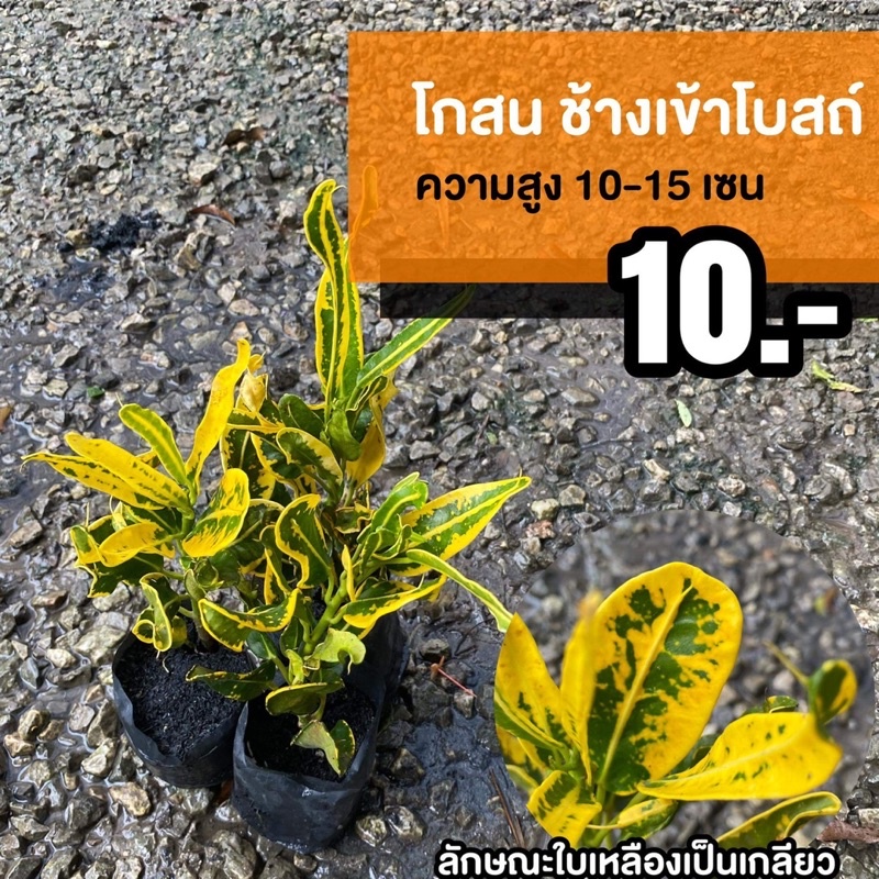 ต้นโกสน ช้างเข้าโบสถ์ (จำนวน 5 ต้น)