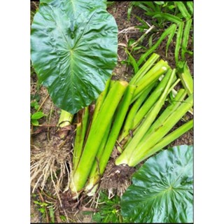 Colocasia green giant บอนไทยไจแอนท์