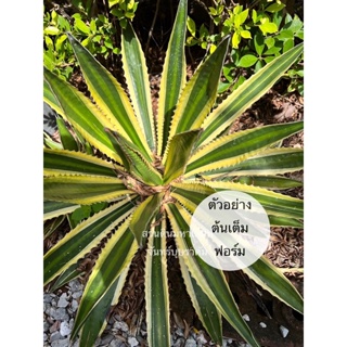 Agave.LophanthaQuadricolorอากาเว่ด่าง