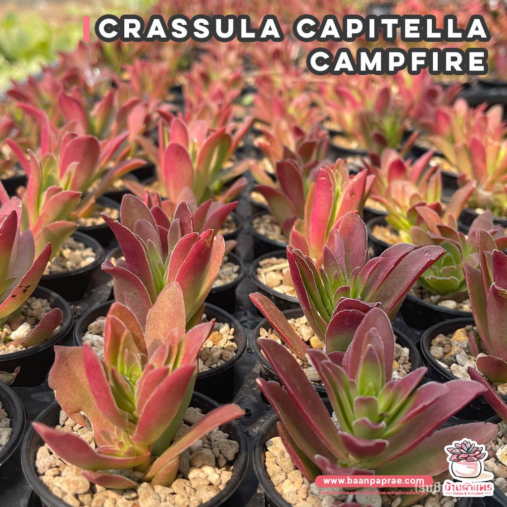 ผลิตภัณฑ์ใหม่ เมล็ดพันธุ์ Crassula capitella Campfire ไม้อวบน้ำ กุหลาบหิน Cactus&amp;Succulent หลากหลายสายพันธุ์ ELR/ดอก UKJ