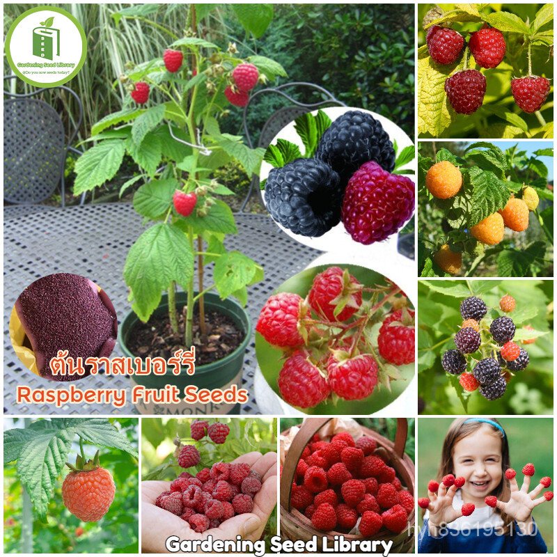 ✡ปลูกง่าย เมล็ดนำเข้า ถูกที่สุดเมล็ดพันธุ์ ต้นราสเบอร์รี่ 1000เมล็ด Raspberry Fruit Seed เมล็ดพันธุ์ผลไม้ ต้นพันธุ์ผลไม้