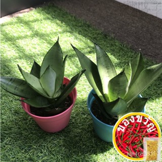 [พืชในร่ม] LIFE Tree Aloe vera/sansevieria SNAKE Plant Series fru/rose /ผัฌช/ หวก/พุก/สำ 2R5G