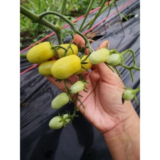 มะเขือเทศ​สีเขียว​ พันธุ์​กูรามิ​ (Gourami)​
