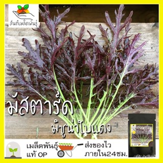 ผลิตภัณฑ์ใหม่ เมล็ดพันธุ์ เมล็ดอวบอ้วน100%เมล็ดพันธุ์ มัสตาร์ด มิซูน่าใบแดง 300 เมล็ด Red Mizuana Mustard Seed  /ดอก RCG