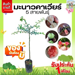 มะนาวนิ้วมือ (มะนาวคาเวียร์) ต้นติดตา สูง 50 ซม. แข็งแรง พร้อมลงปลูก รับประกัน1เดือน