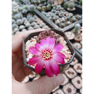 ซัลโค ซัลโครีบูเทีย แคคตัส สตอเบอร์รี่ Sulcorebutia rauschii