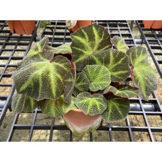 บีโกเนีย Begonia mutata กระถาง 6นิ้ว