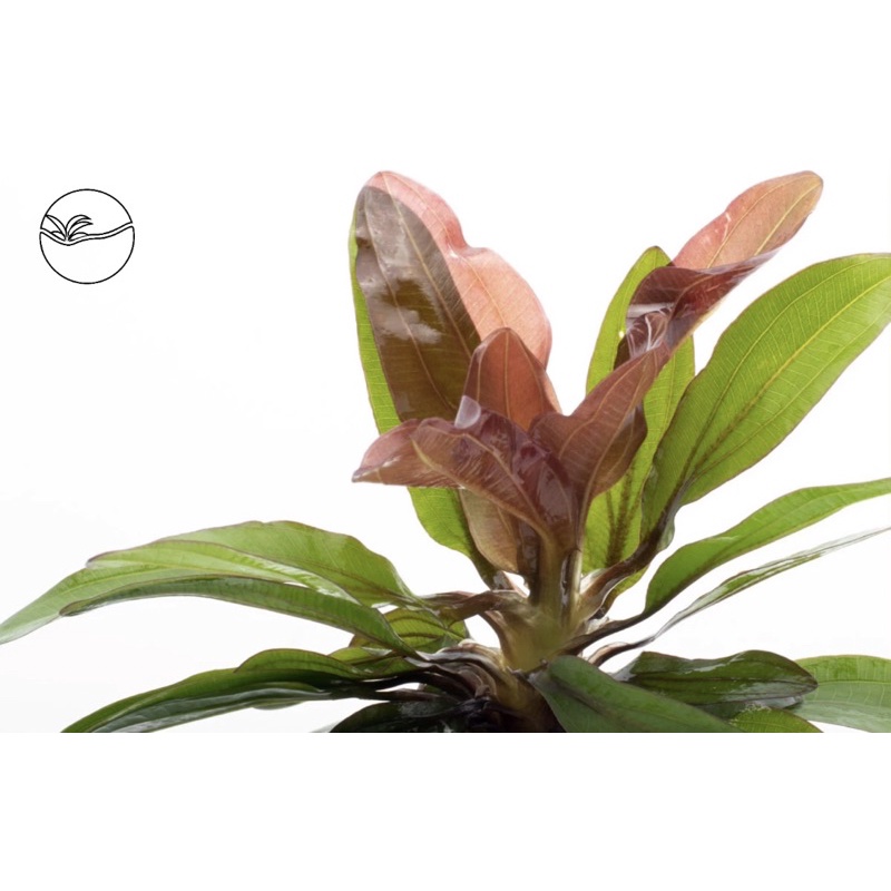 ECHINODORUS RUBIN - พลู RUBIN(ใบน้ํา) - พืชน้ํา