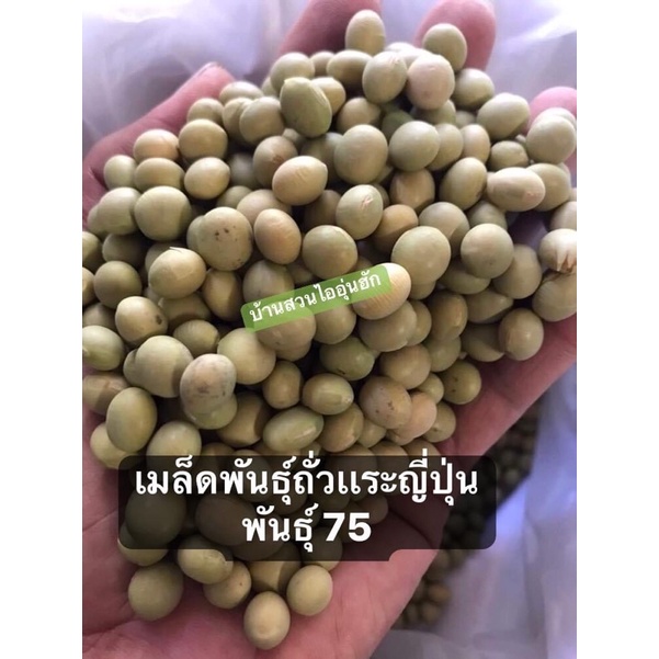 เมล็ดพันธุ์ถั่วเเระญี่ปุ่น พันธุ์ 75 เเท้จากโรงงาน ถุง1 กิโลกรัม สายพันธุ์ที่นิยมที่สุดในท้องตลาด‼️