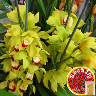 Boat orchids Seeds Flower Seeds Indoor Bonsai plant 20 particles / lot R016พรม/seeds/มะละกอ/เสื้อ/ร้อน/สวน/ผักชี/ดอกไม้/